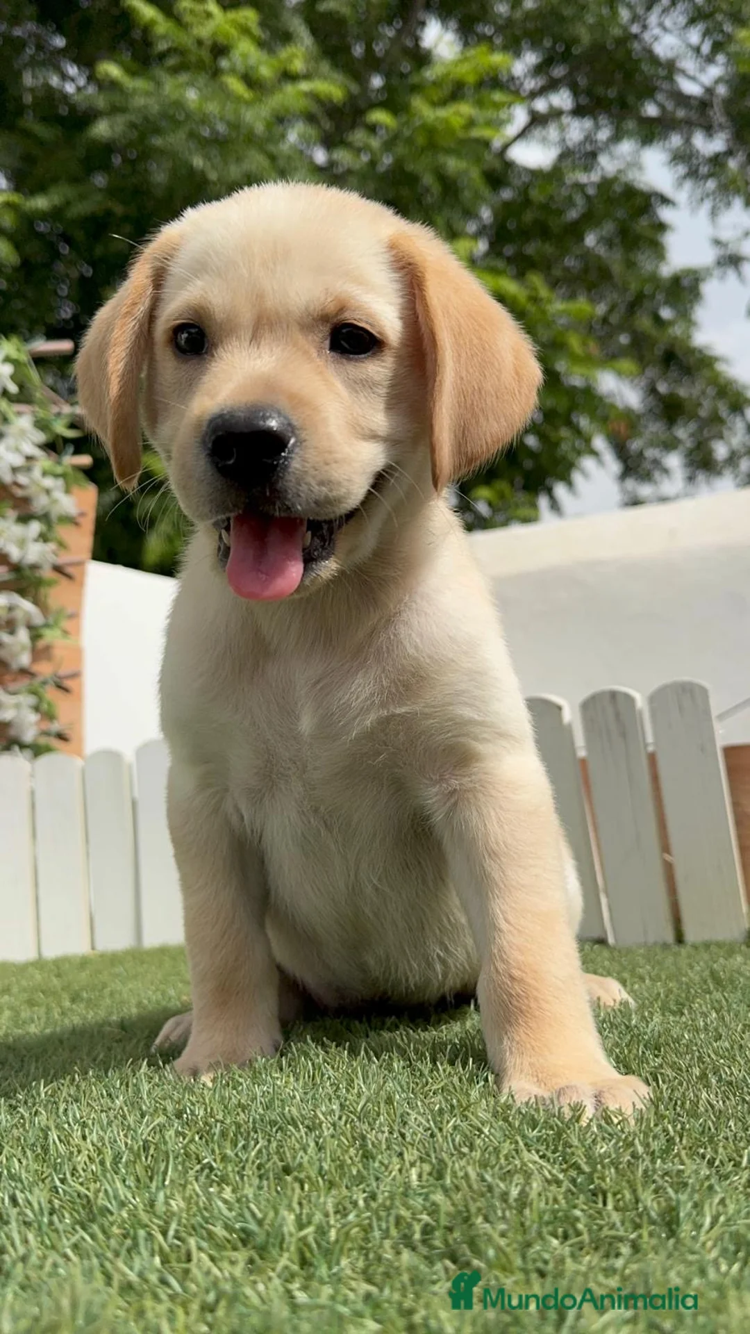 Labrador Retriever perros en venta: LABRADOR  - Anuncio 1