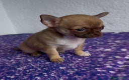 Chihuahua perros en venta: Chihuahua macho chocolate super chiquitin - Imagen 3
