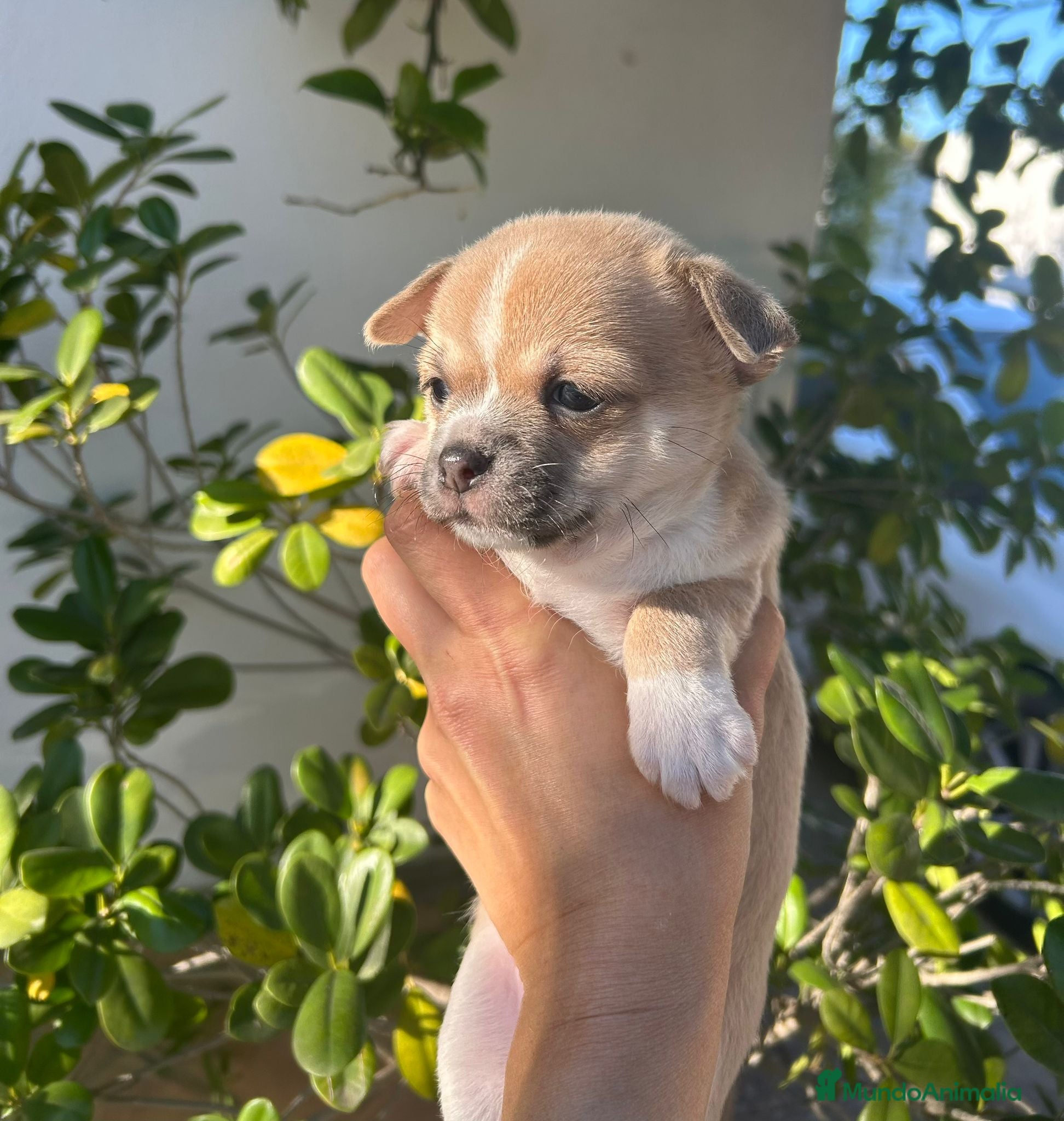 Chihuahua perros Chihuahua - Anuncio 27