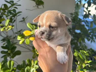 Chihuahua perros Chihuahua - Anuncio 27