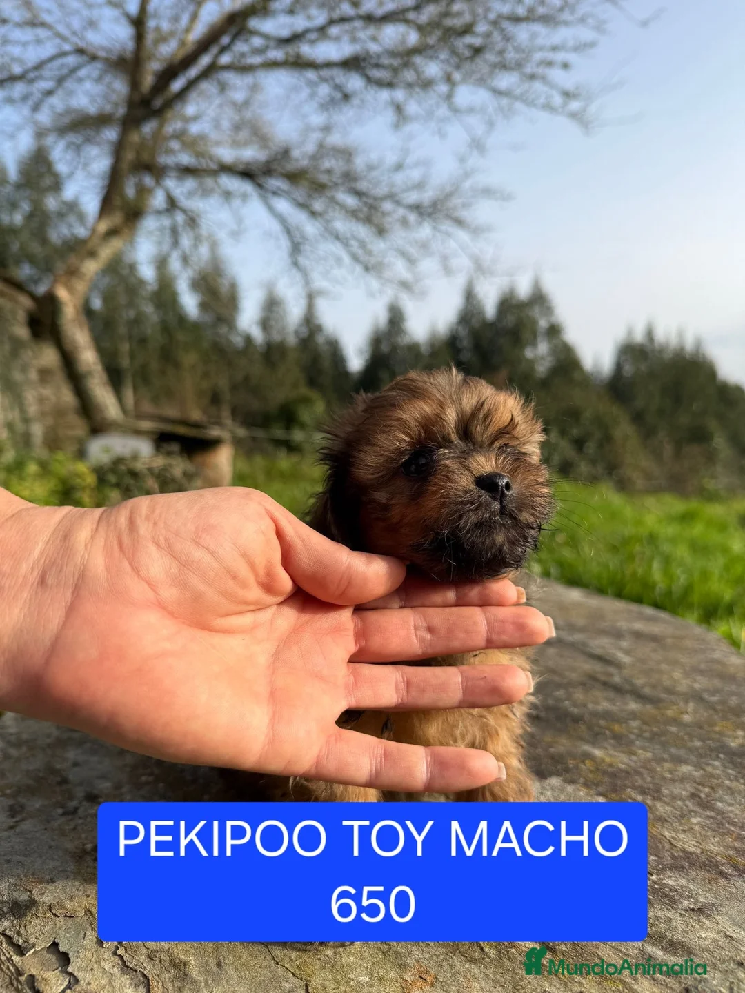 Maltipoo perros en venta: Preciosos cachorros MALTIPOO - Anuncio 2