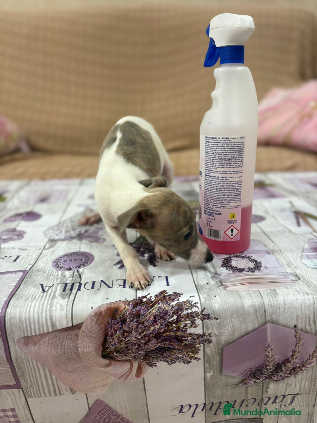 Pequeño Lebrel Italiano perros en venta: Lebrel italiano  - Imagen 5