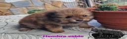 Pomerania perros en venta: Pomeranias hembras - Anuncio 3