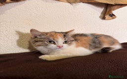 Británico de Pelo Corto gatos en venta: Gatitas British  - Imagen 6