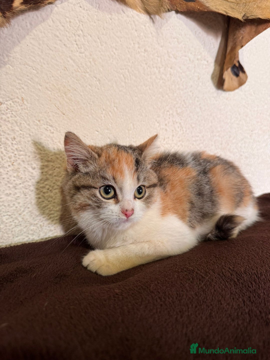 Británico de Pelo Corto gatos en venta: Gatitas British  - Imagen 6