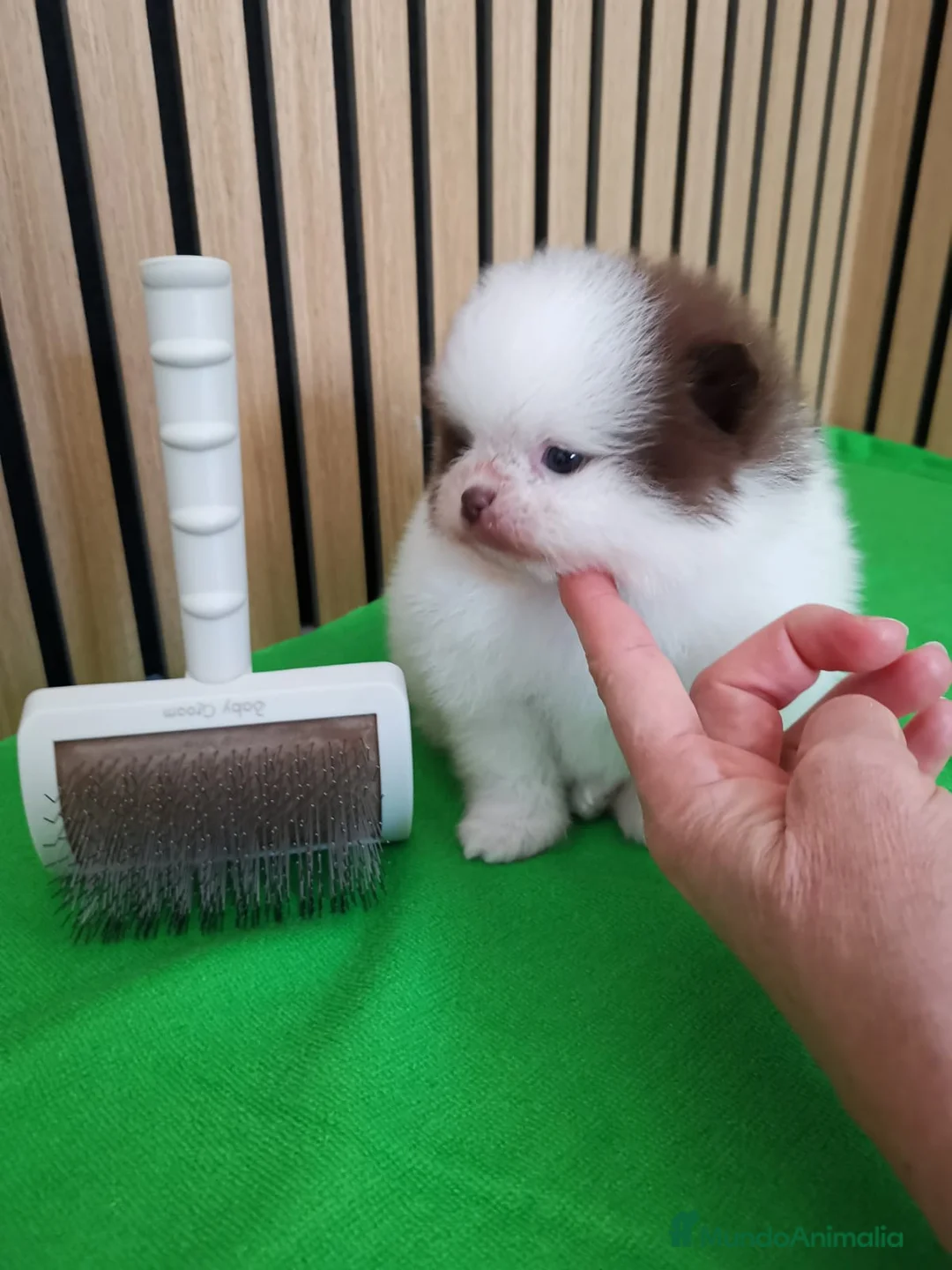 Pomerania perros en venta: Pomerania TOY Party Chocolate y Negro  - Anuncio 4