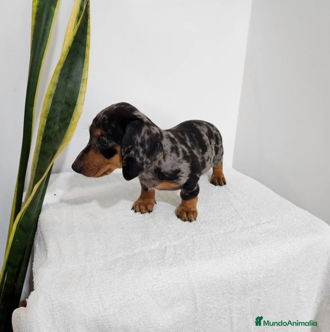 Teckel Miniatura perros en venta: TECKEL MINI TODA ESPAÑA  - Anuncio 2