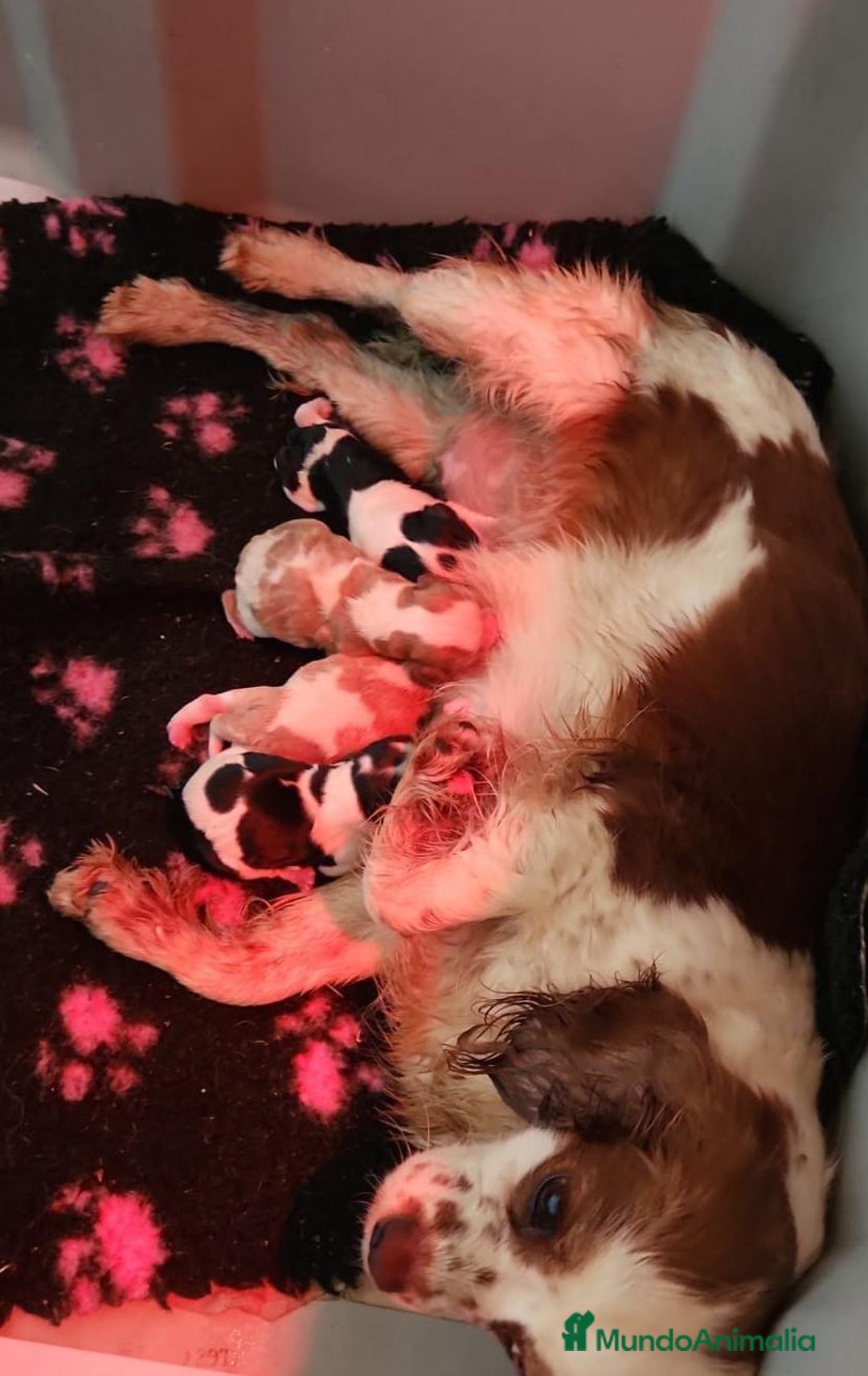 Cavalier King Charles Spaniel perros en venta: CAVLIER BLENHEIN DISPONIBLES - Imagen 6