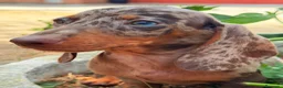 Teckel Miniatura perros en venta: TECKEL OJOS AZULES ARLEQUIN - Anuncio 2