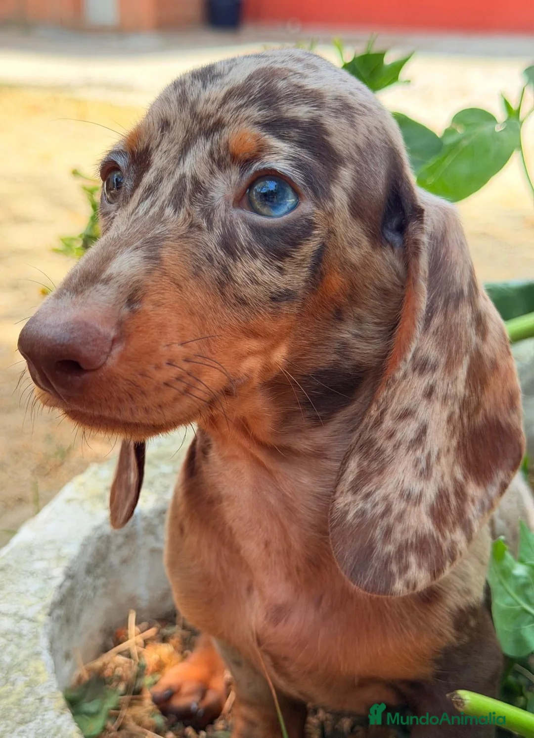 Teckel Miniatura perros en venta: TECKEL OJOS AZULES ARLEQUIN - Anuncio 2