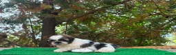 Shih Tzu perros en venta: Machitos de shih tzu - Anuncio 14