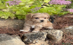 Maltipoo perros en venta: Maltipoo encantadores cahorritos!!! - Imagen 8