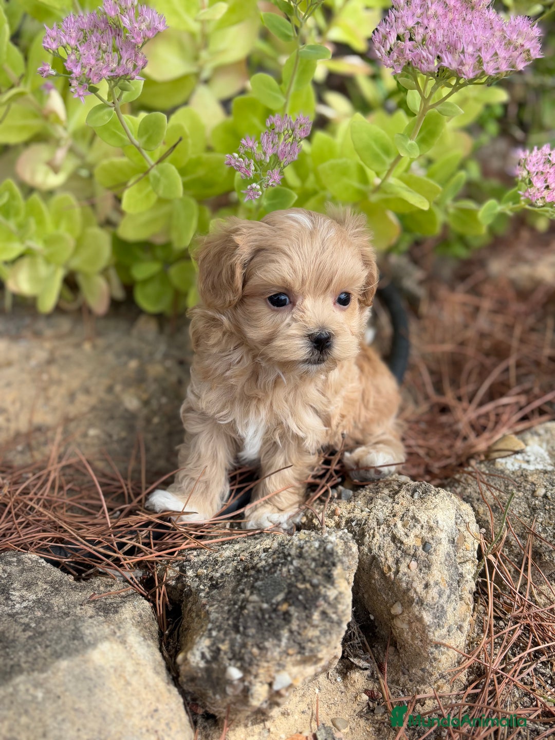 Maltipoo perros en venta: Maltipoo encantadores cahorritos!!! - Imagen 8
