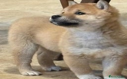 Shiba Inu perros en venta: CACHORROS SHIBA INU - Imagen 5