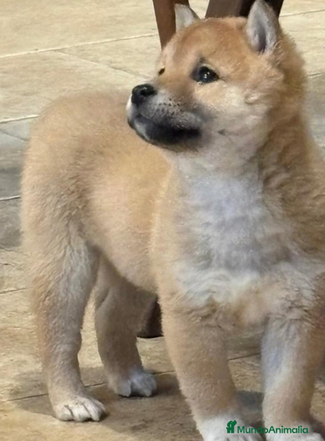 Shiba Inu perros en venta: CACHORROS SHIBA INU - Imagen 5