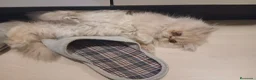 Persa gatos en venta: Persa en La Coruña - Anuncio 2