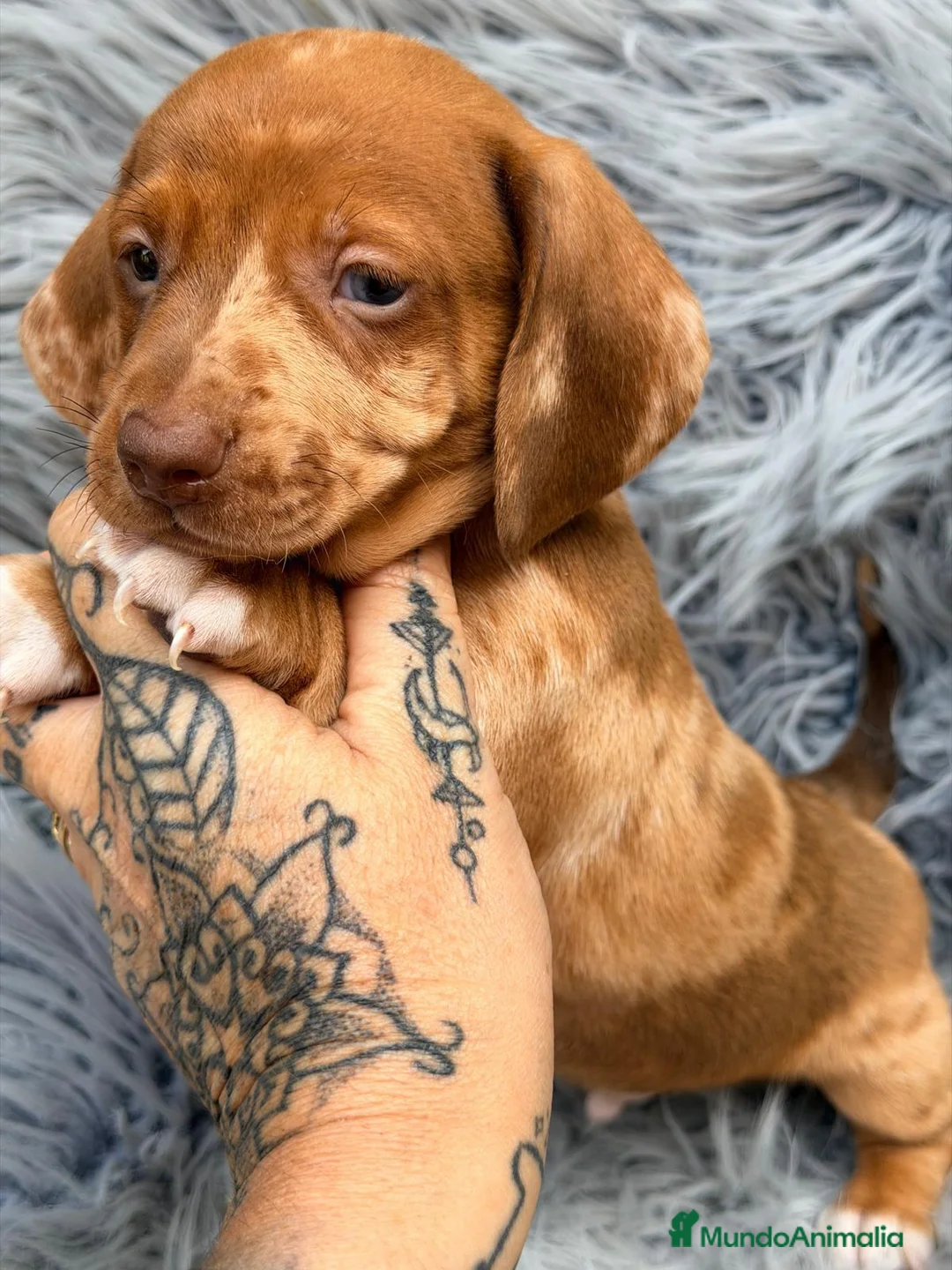Teckel Miniatura perros en venta: TECKEL MINI - Anuncio 1