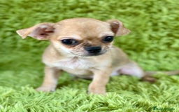 Chihuahua perros en venta: Chihuahua toy  - Imagen 3