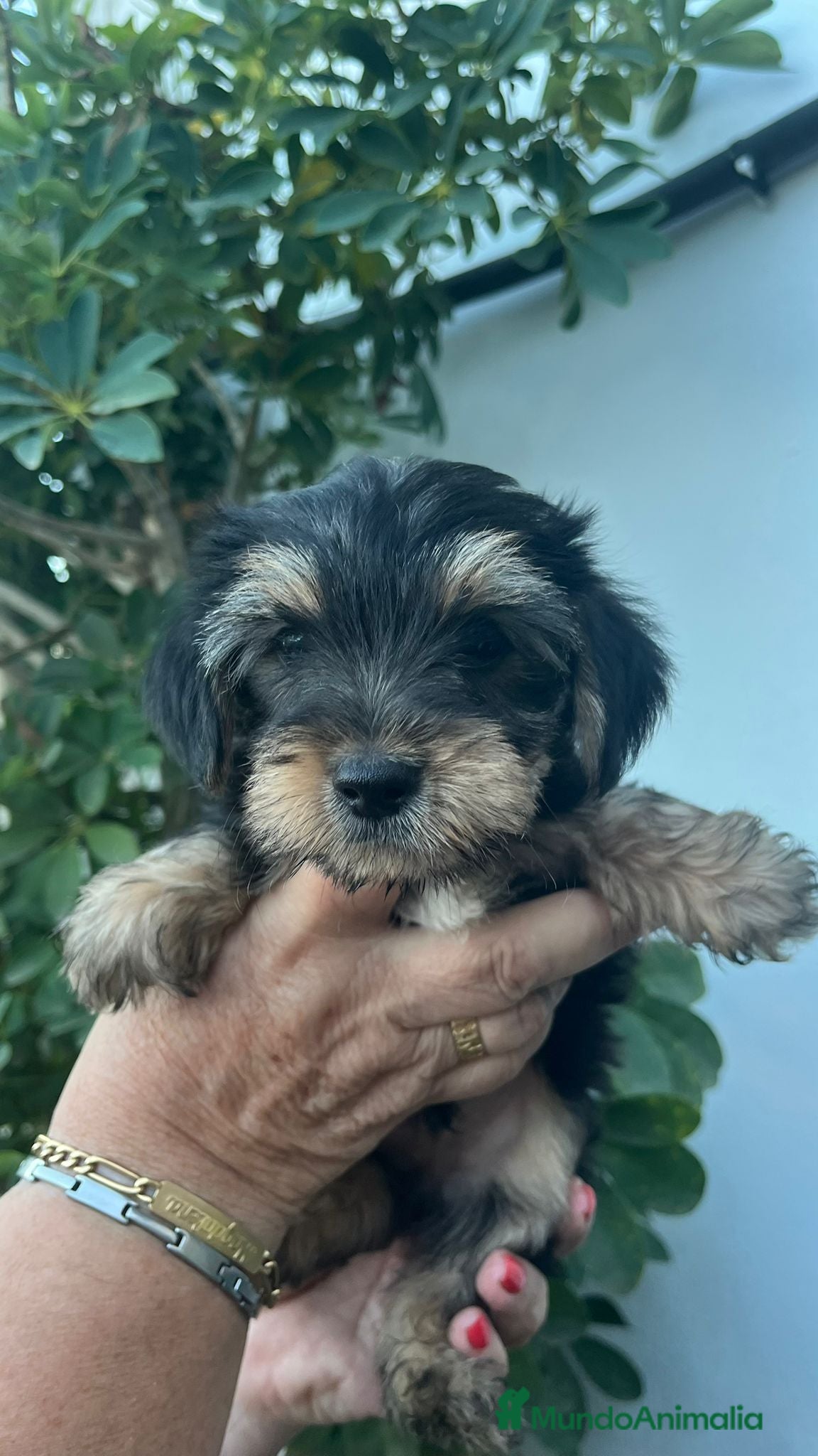 Yorkshire Terrier perros Yorkshire toy - Anuncio 2