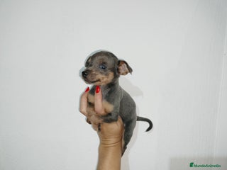 Pinscher Miniatura perros en Badajoz - Anuncio 28