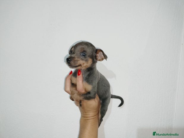 Pinscher Miniatura perros en Badajoz - Anuncio 15