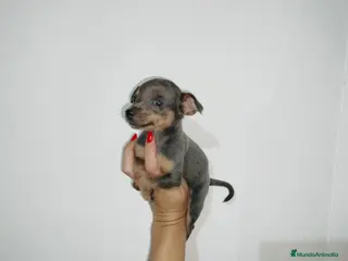 Pinscher Miniatura perros Pincher miniatura en Badajoz - Anuncio 1