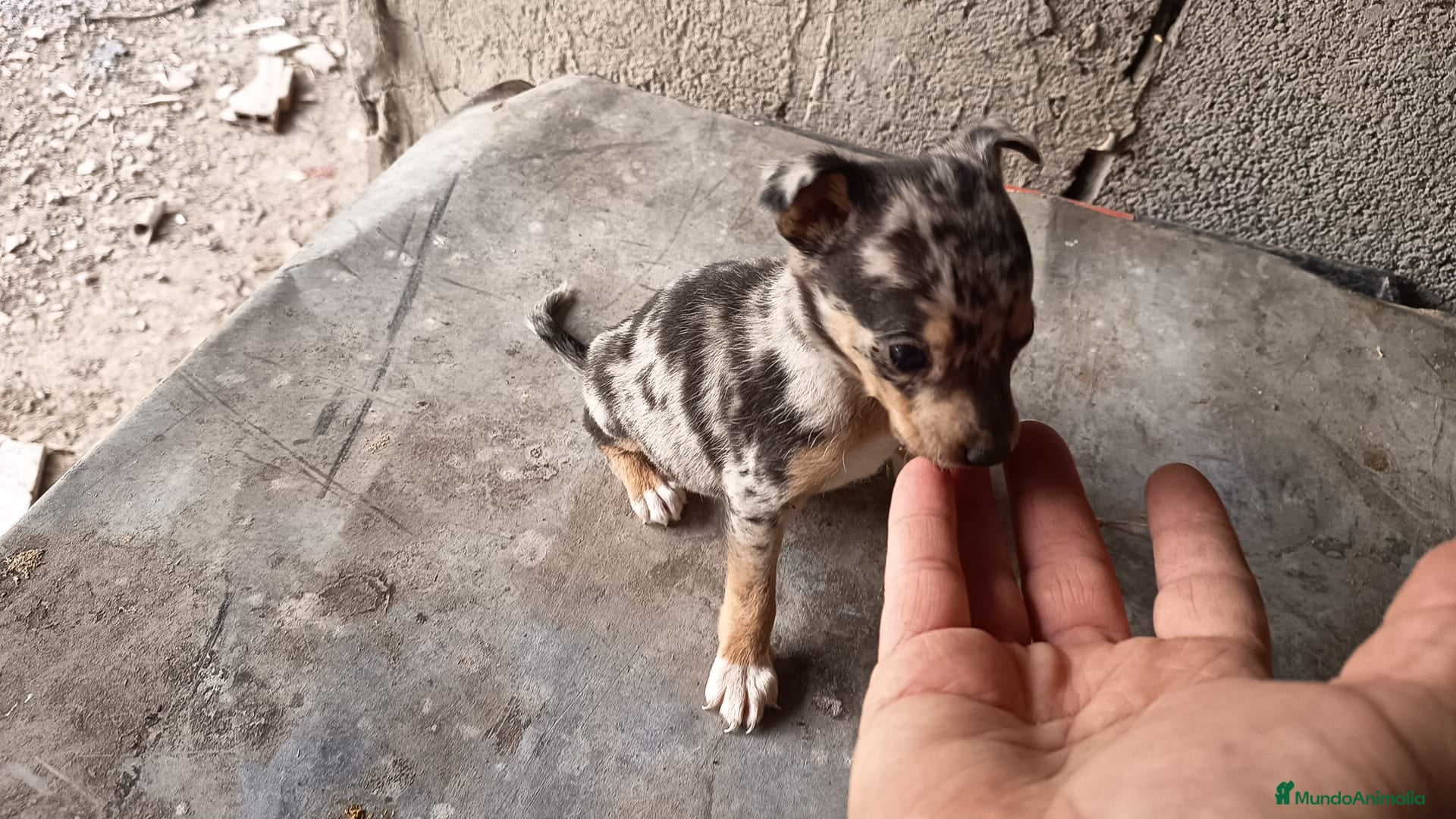 Pinscher Miniatura perros Mini pinscher macho disponible  - Anuncio 2