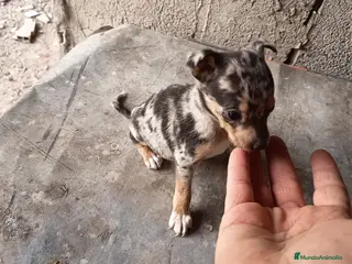 Pinscher Miniatura perros Mini pinscher macho disponible - Anuncio 2