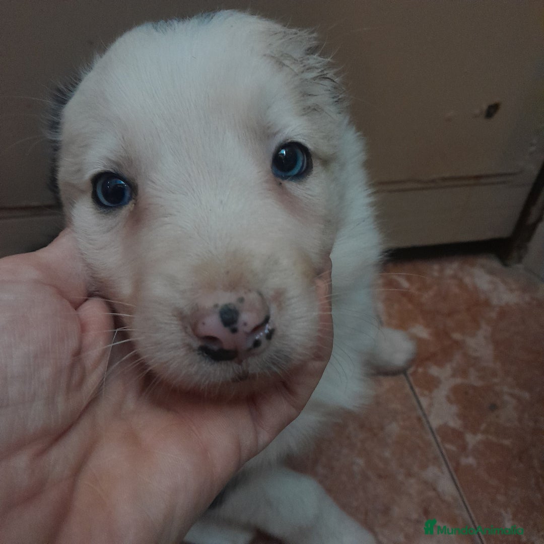 Border Collie perros en venta: BORDER COLLIE - Anuncio 4
