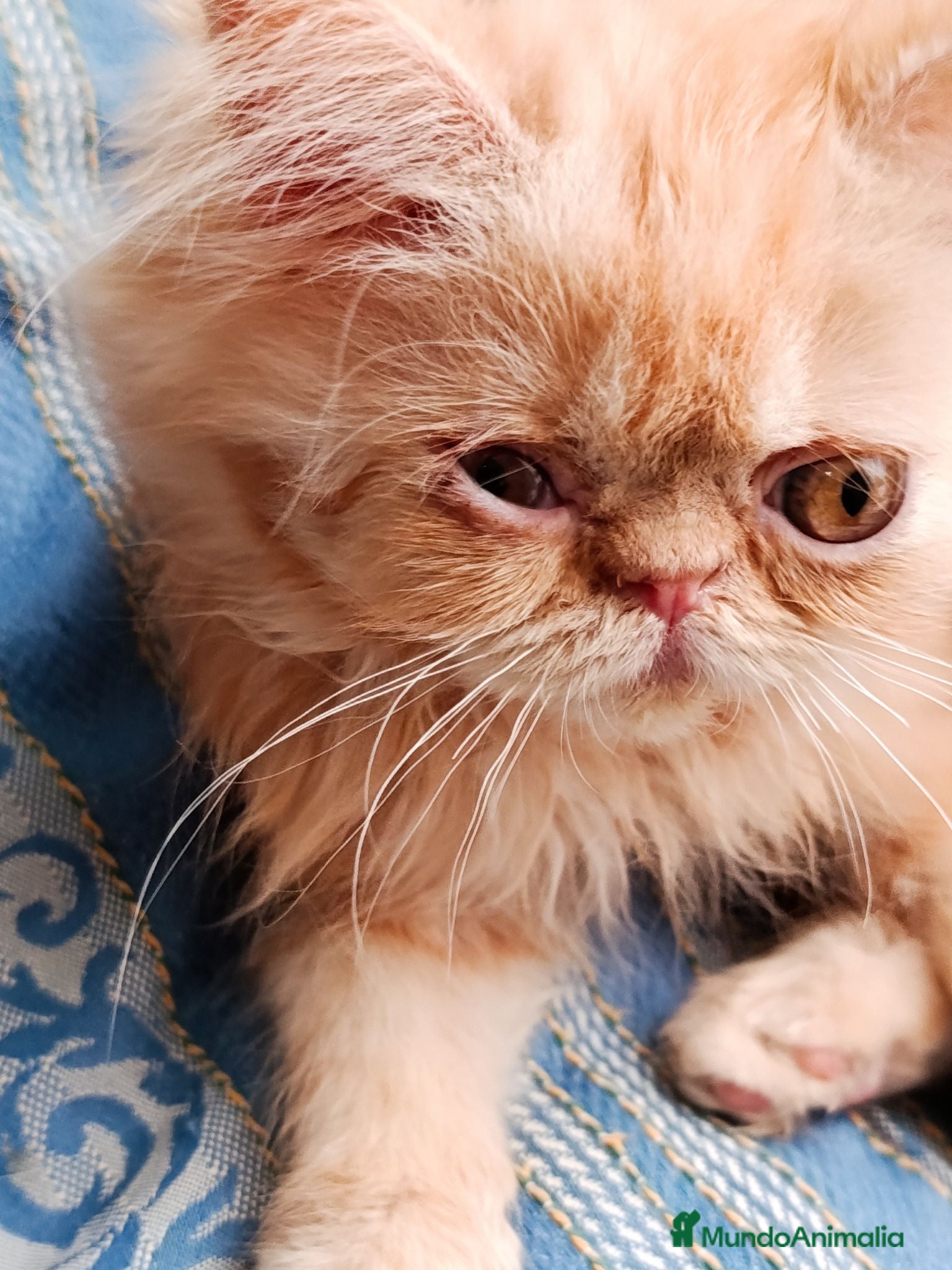 Persa gatos CACHORRO PERSA ROJO - Anuncio 1