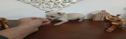Chihuahua perros en venta: Chihuhuas machos y hembra  - Anuncio 6