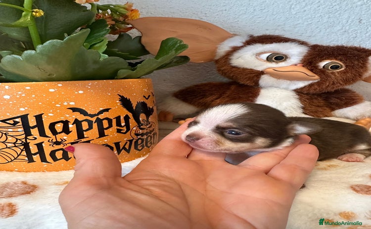 Chihuahua perros - Anuncio 3