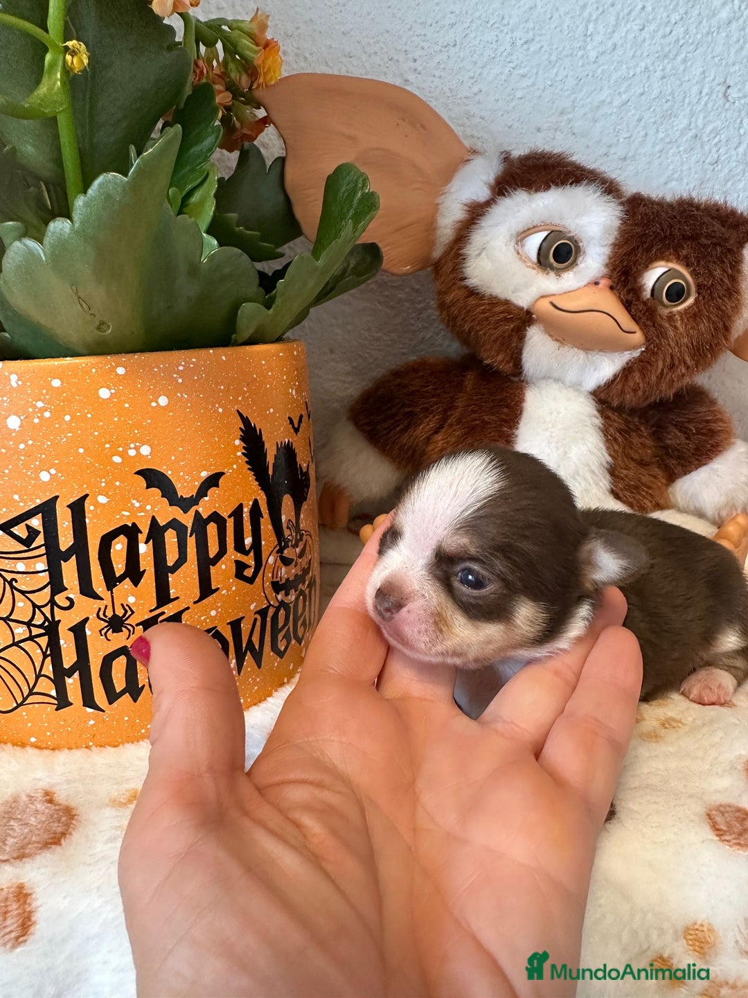 Chihuahua perros en venta: Chihuahuas minis - Imagen 1