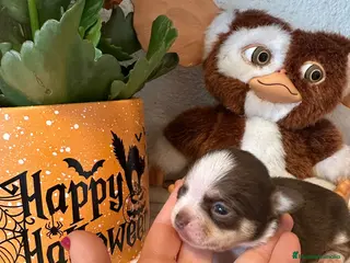 Chihuahua perros Chihuahuas minis - Anuncio 29