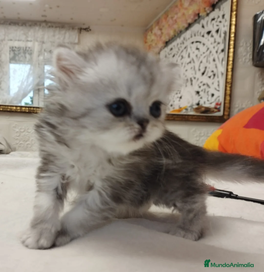 Persa gatos en venta: Chinchilla Silver Macho - Anuncio 6
