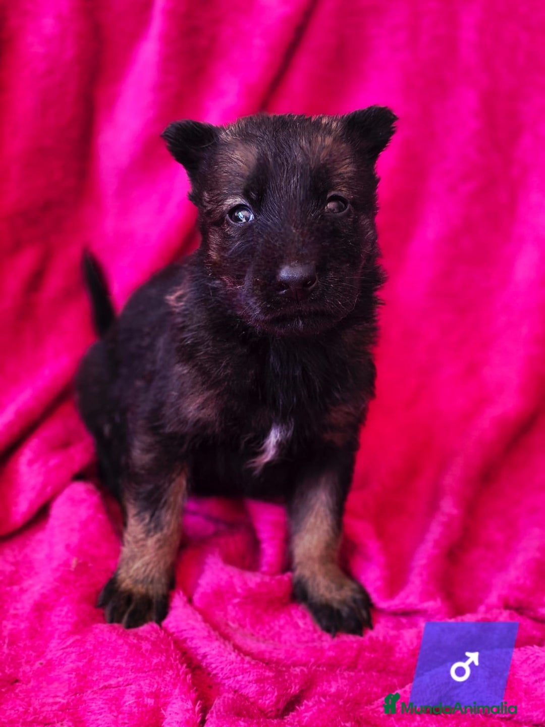 Pastor Belga Malinois perros en venta: Malinoi - Imagen 4
