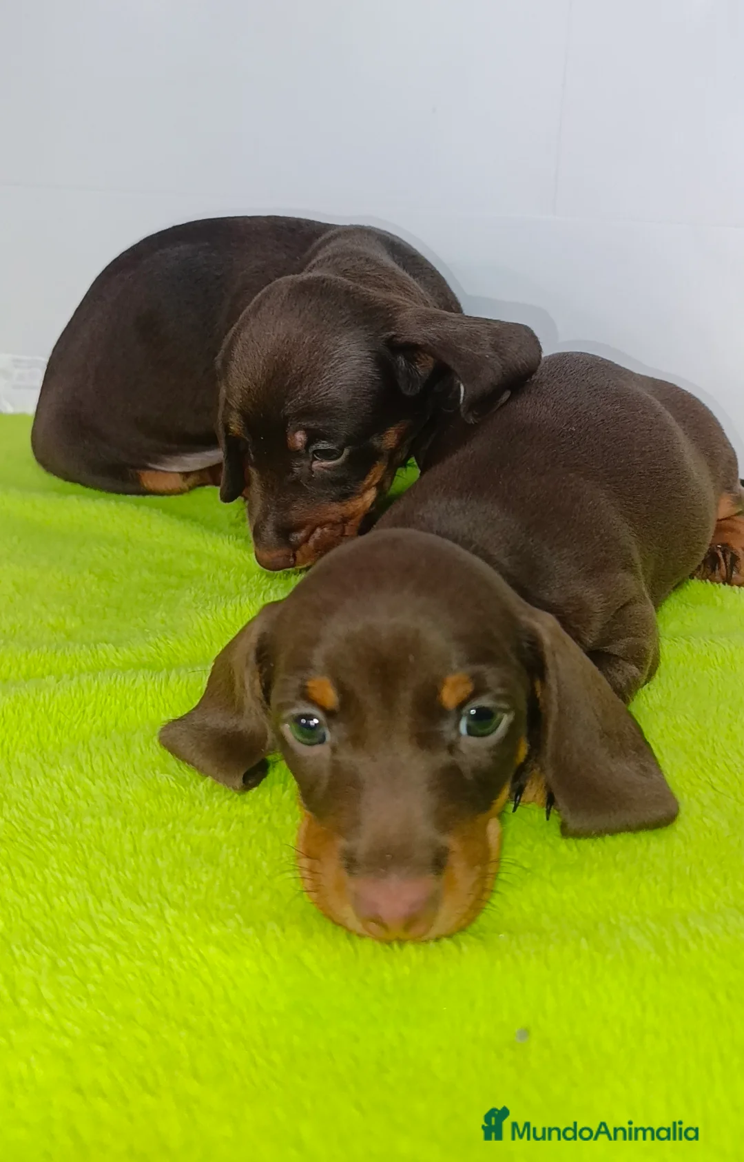 Teckel Miniatura perros en venta: Teckel - Anuncio 2