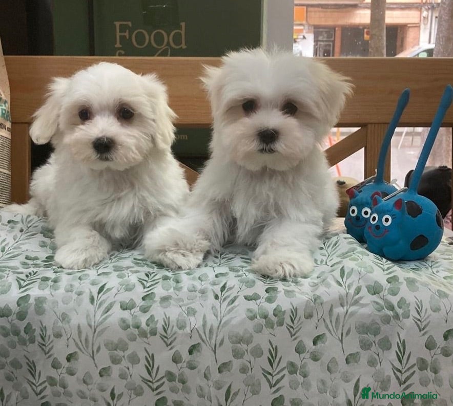 Bichón Maltés perros Cachorritos bichon maltés americanos - Anuncio 1