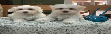 Bichón Maltés 1