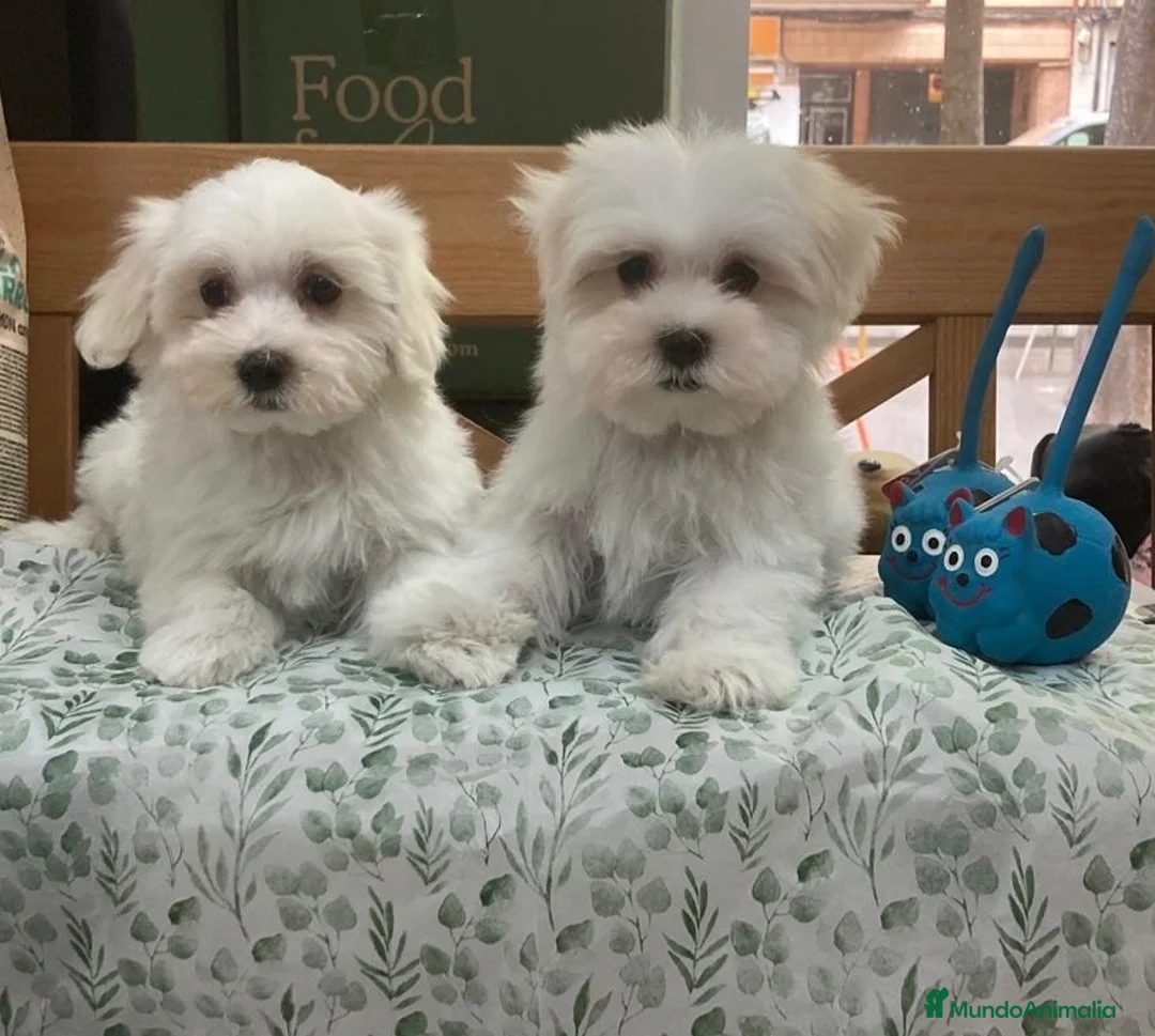 Bichón Maltés perros en venta: Cachorritos bichon maltés americanos - Anuncio 1