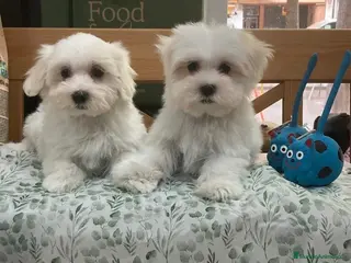 Bichón Maltés perros Cachorritos bichon maltés americanos - Anuncio 1