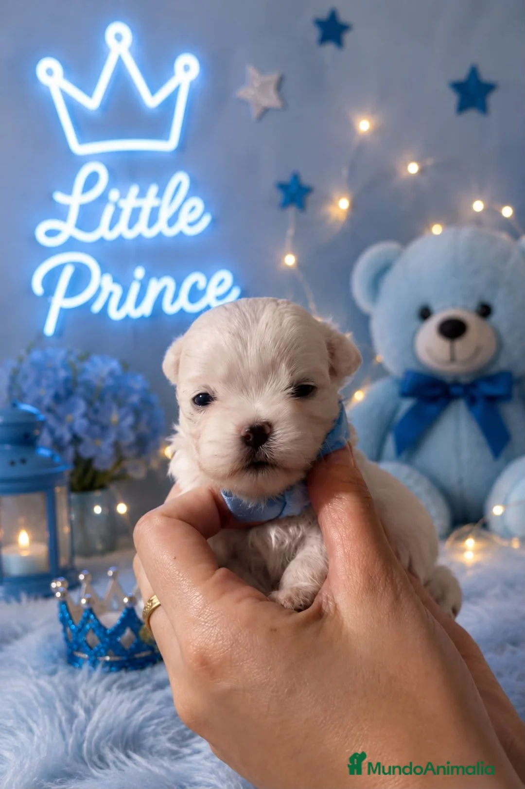 Bichón Maltés perros en venta: BICHÓN MALTÉS COREANO 100% – EXCLUSIVA BELLEZA  - Anuncio 2