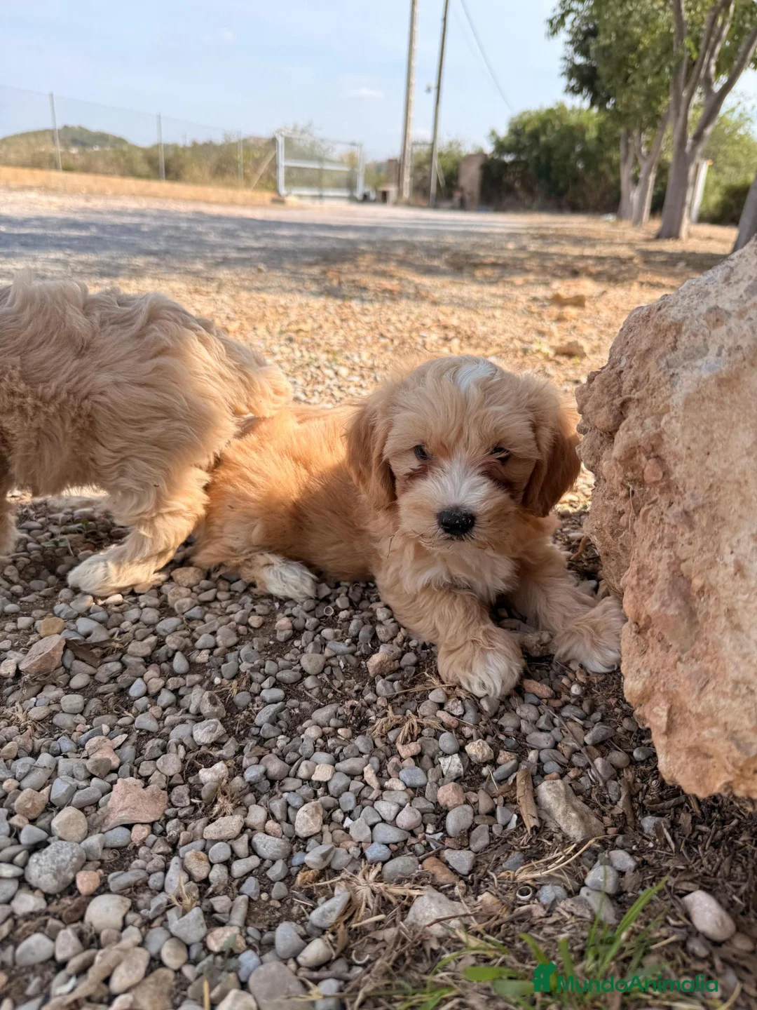 Maltipoo perros en venta: DOS MALTIPOO - DISPONIBLES ✅  - Anuncio 3