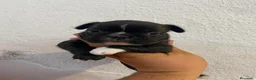 Bulldog Francés perros en venta: Bulldog francés  en Sevilla - Anuncio 6