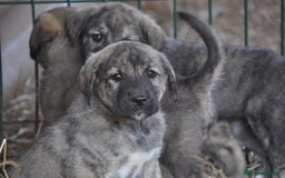 Mastín Español perros en venta: Cachorros de Mastin Español Ganadero Autóctono - Imagen 8