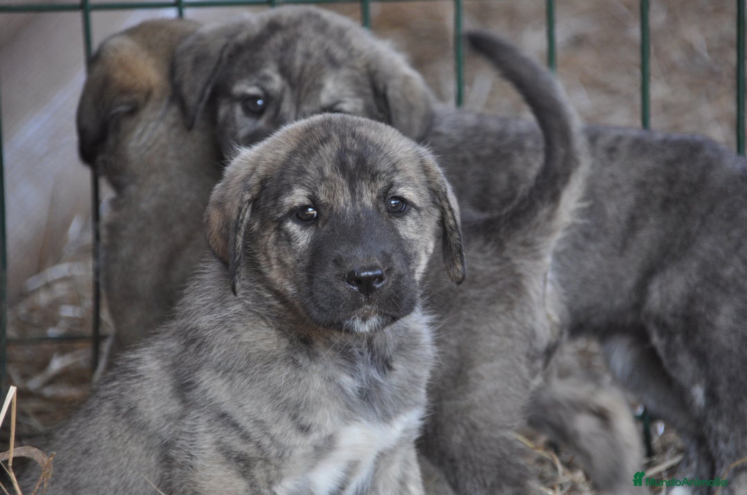 Mastín Español perros en venta: Cachorros de Mastin Español Ganadero Autóctono - Imagen 8