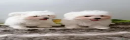 Bichón Maltés perros en venta: Bichón maltes - Anuncio 5