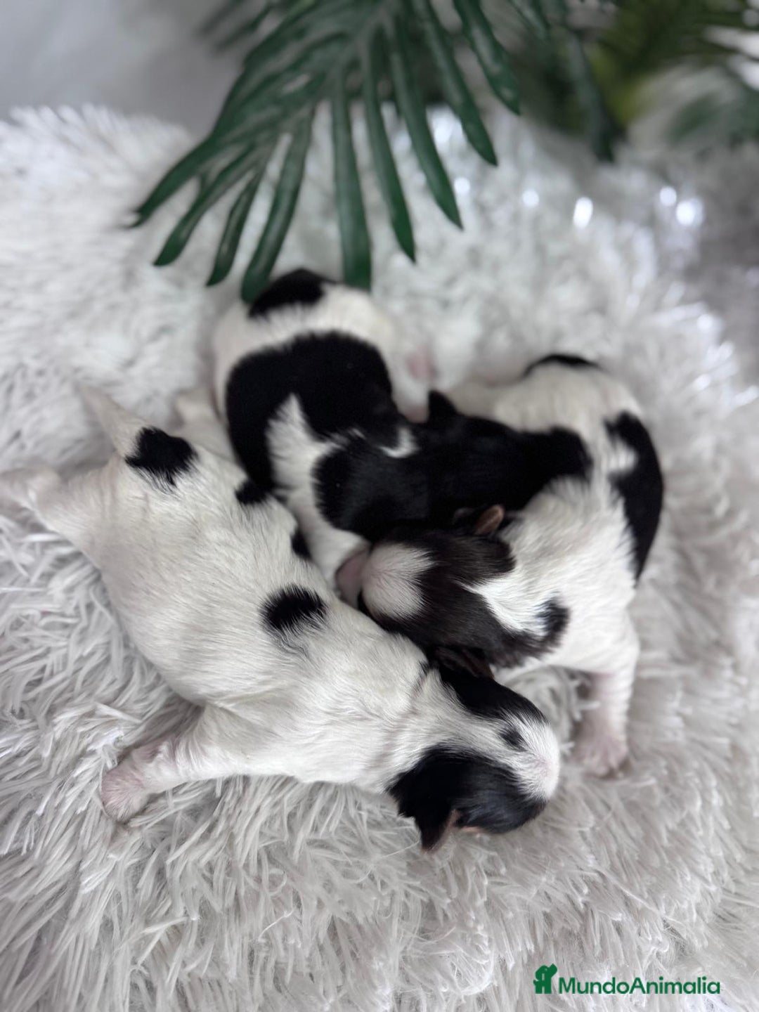 Yorkshire Terrier perros en venta: YORKSHIRE BIEWER HEMBRAS - Anuncio 13