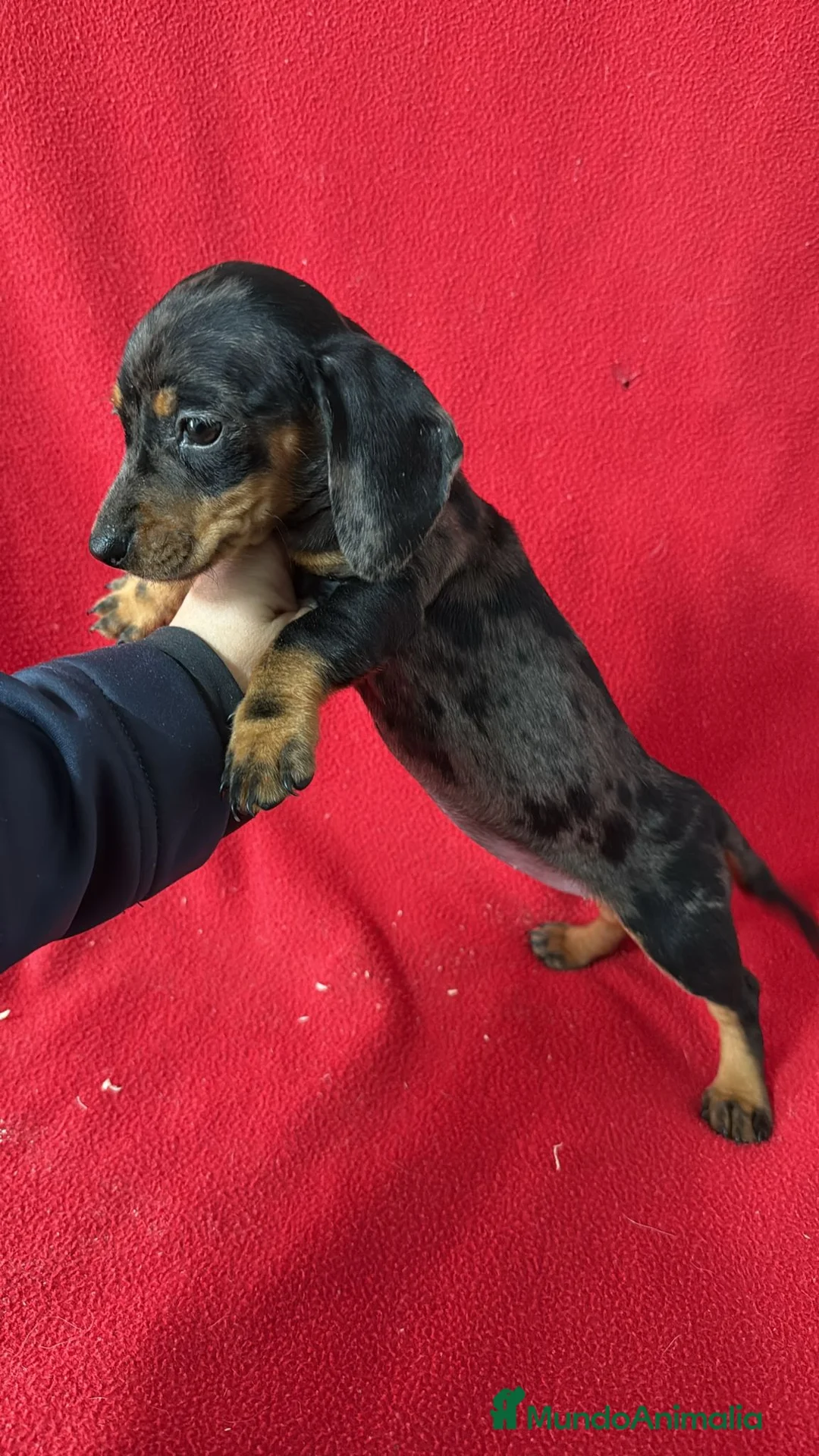 Teckel Miniatura perros en venta: Teckel Miniatura Arlequin  - Anuncio 2