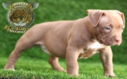 American Bully perros en venta: AMERICAN BULLY XL / AMERICAN BULLY XXL  - Imagen 5